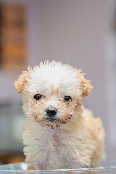 A fluffy white and tan puppy with black nose