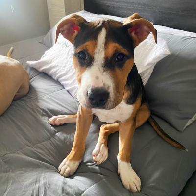 Whitney the puppy sitting on a bed