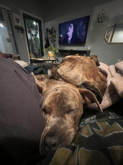 Logan and Doug the dogs sleeping on each other on a couch