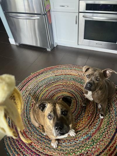 Logan and Doug the dogs sitting on a small rug in a kitchen