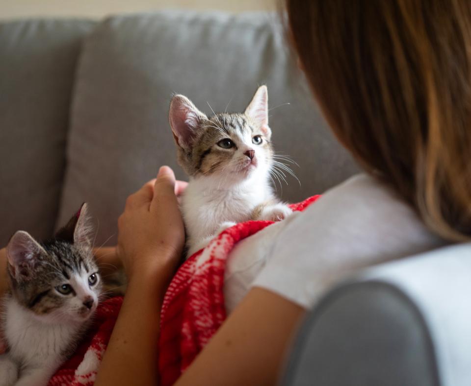 Two tiny kittens relaxing on a fuzzy blanket on a couch with a person