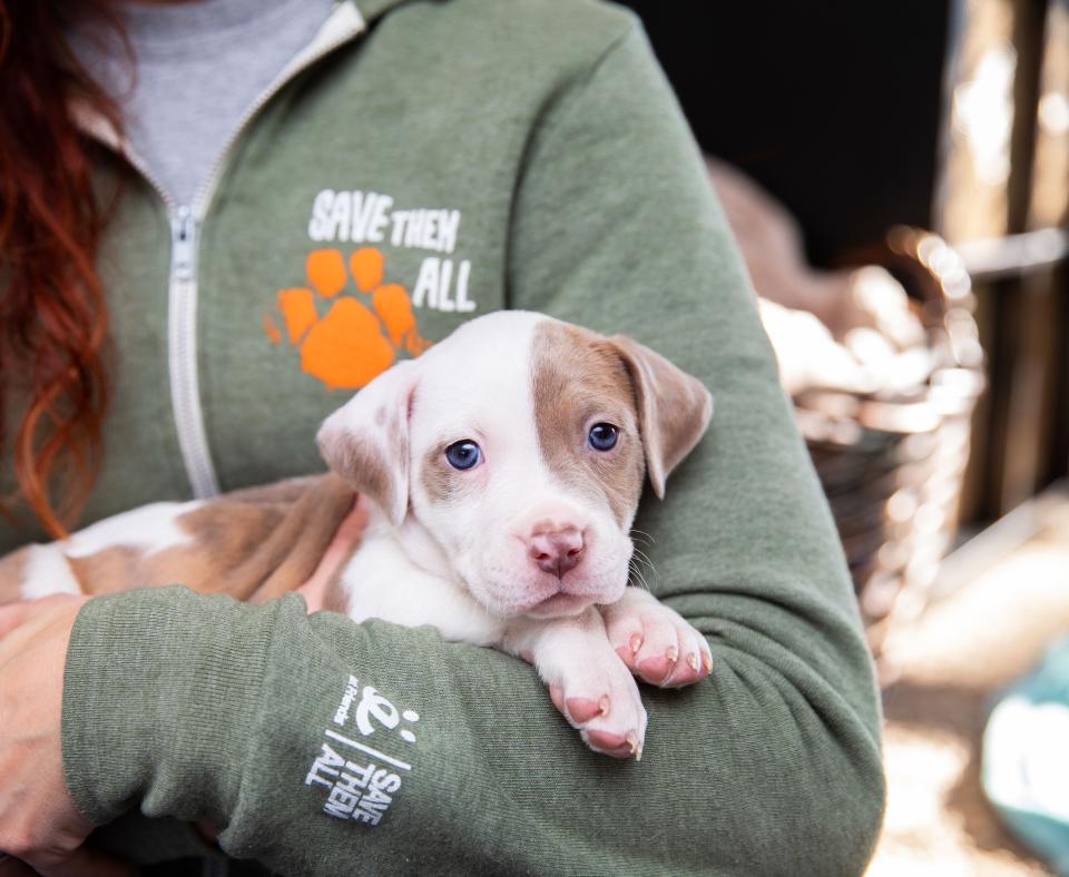 Person wearing a Best Friends sweatshirt holding a puppy on her arm