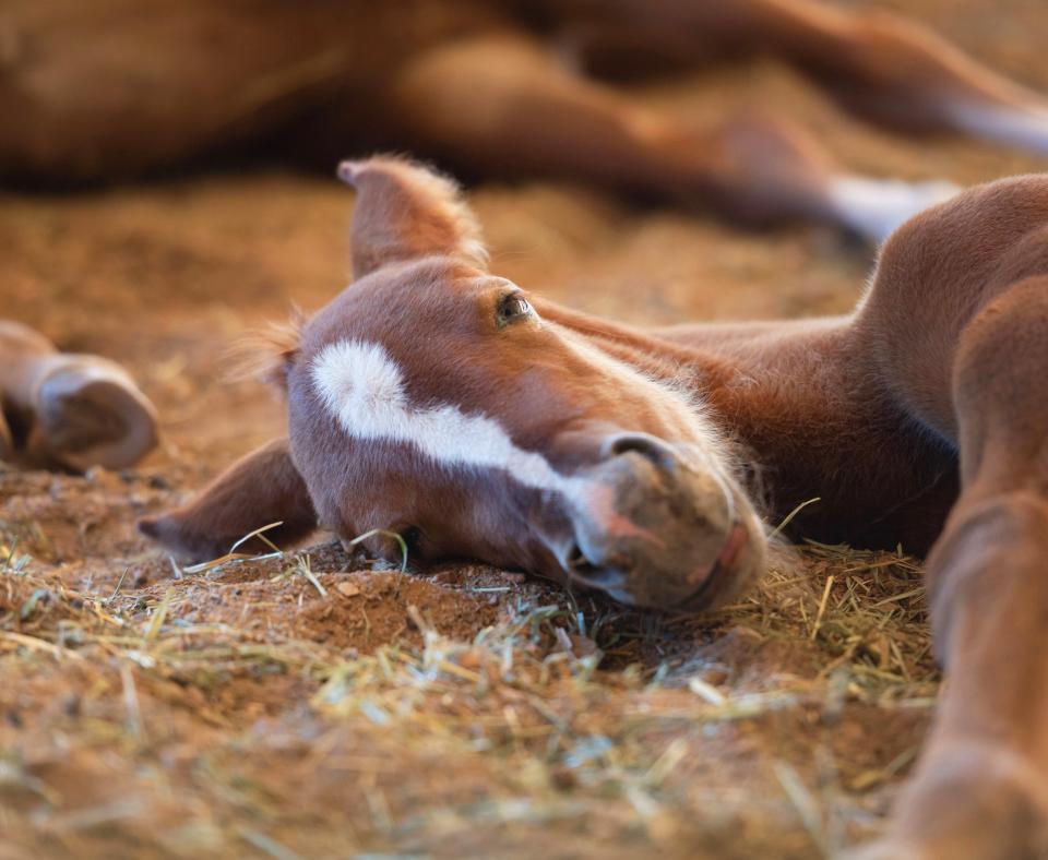 Bellisima the foal taking a nap