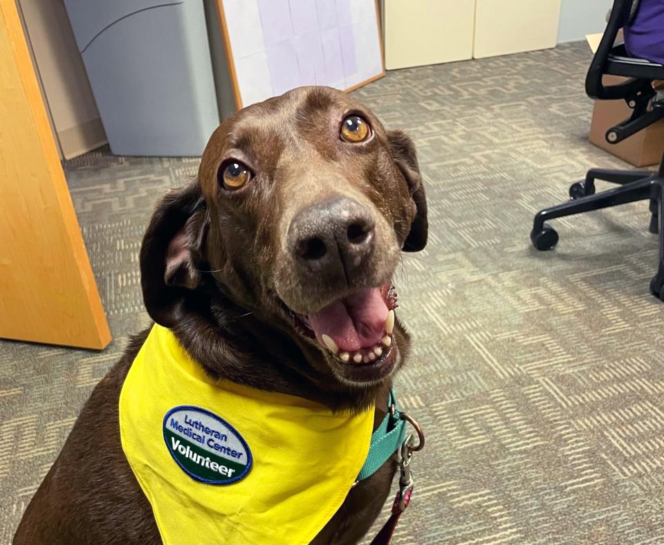 Nova the dog sitting and wearing a therapy dog bandana