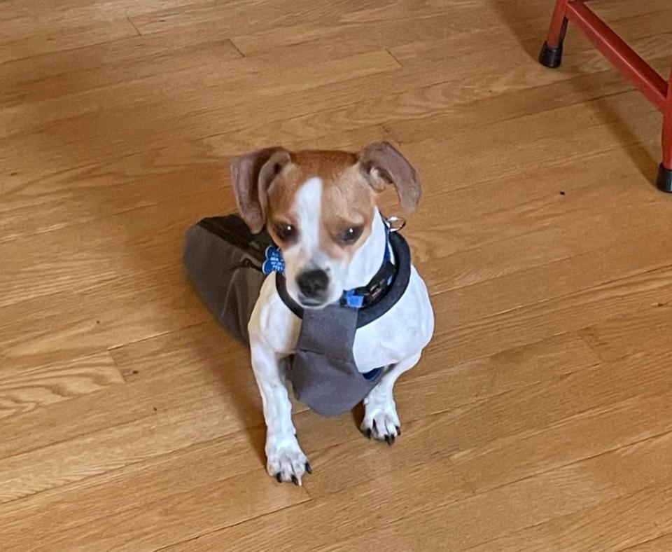 RoiLie the dog on a wooden floor at home