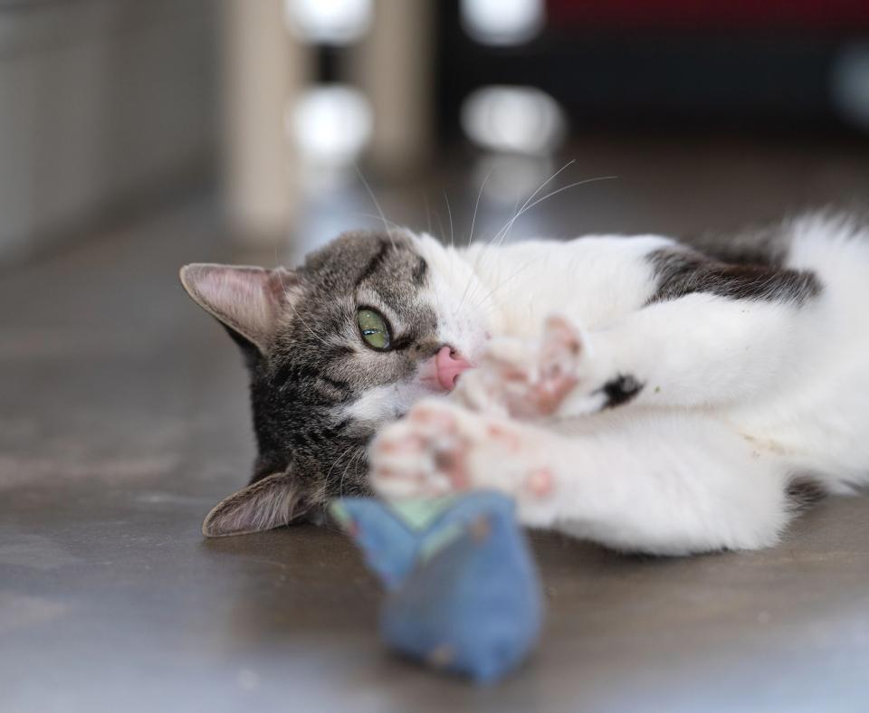 Anthony the tabby and white cat lying on his side reaching out his paw to grab a toy