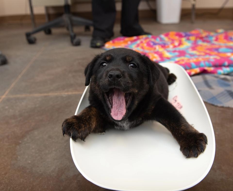 Sweet Baby James the puppy yawning