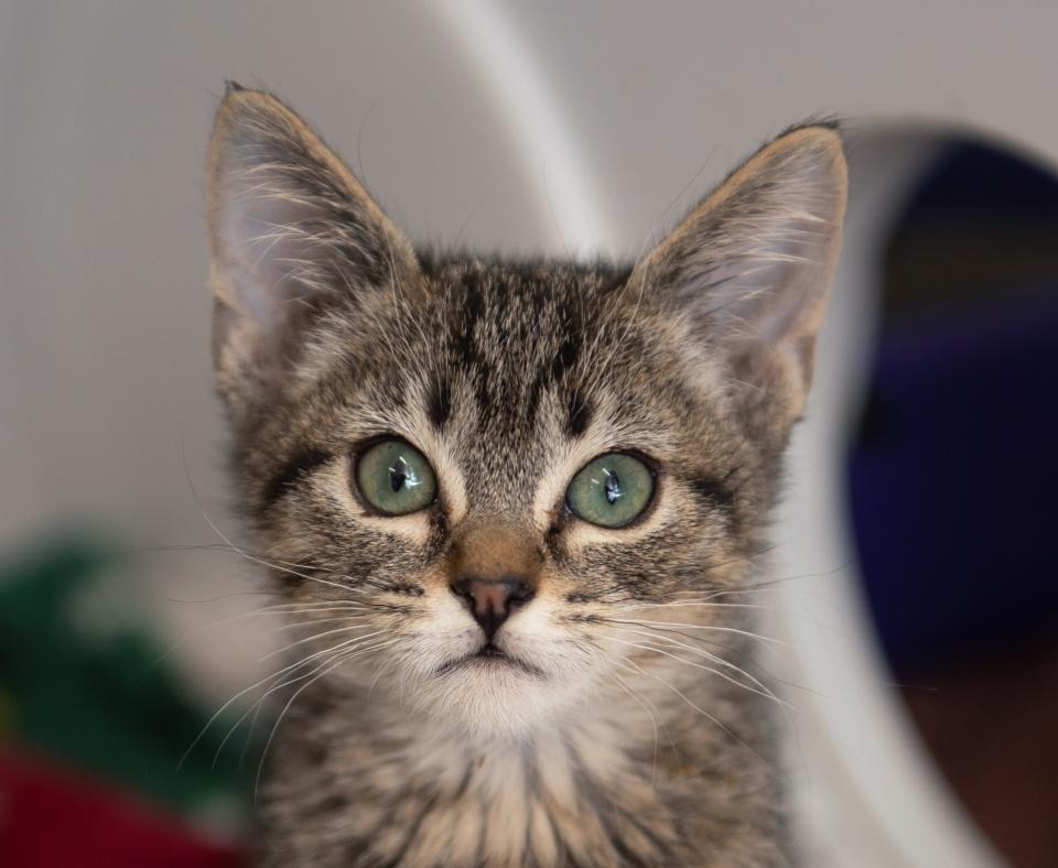 Dark brown tabby kitten