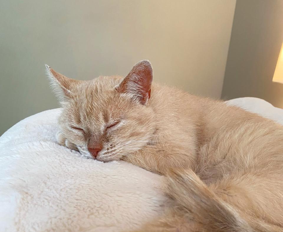 June the cat sleeping on a fluffy white cat bed