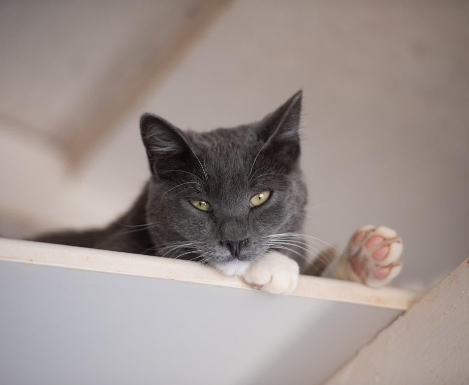 Gray and white cat lying on a white shelf