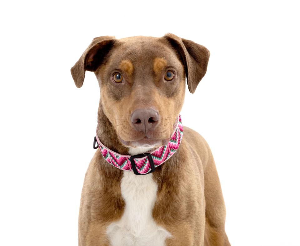 The face and torso of brown and white dog, Vera, who is wearing a collar