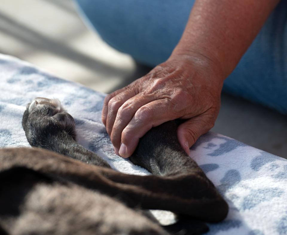 Person's hand on the back leg of a black dog who is lying down