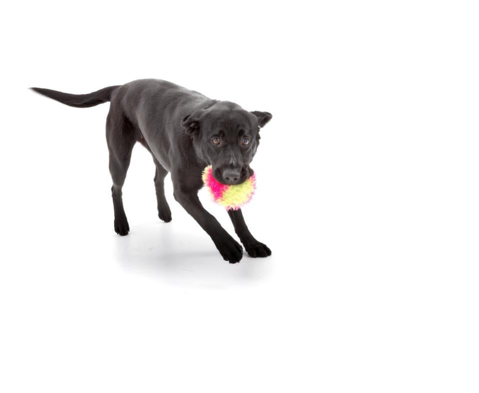 Black dog holding a stuffed toy in her mouth