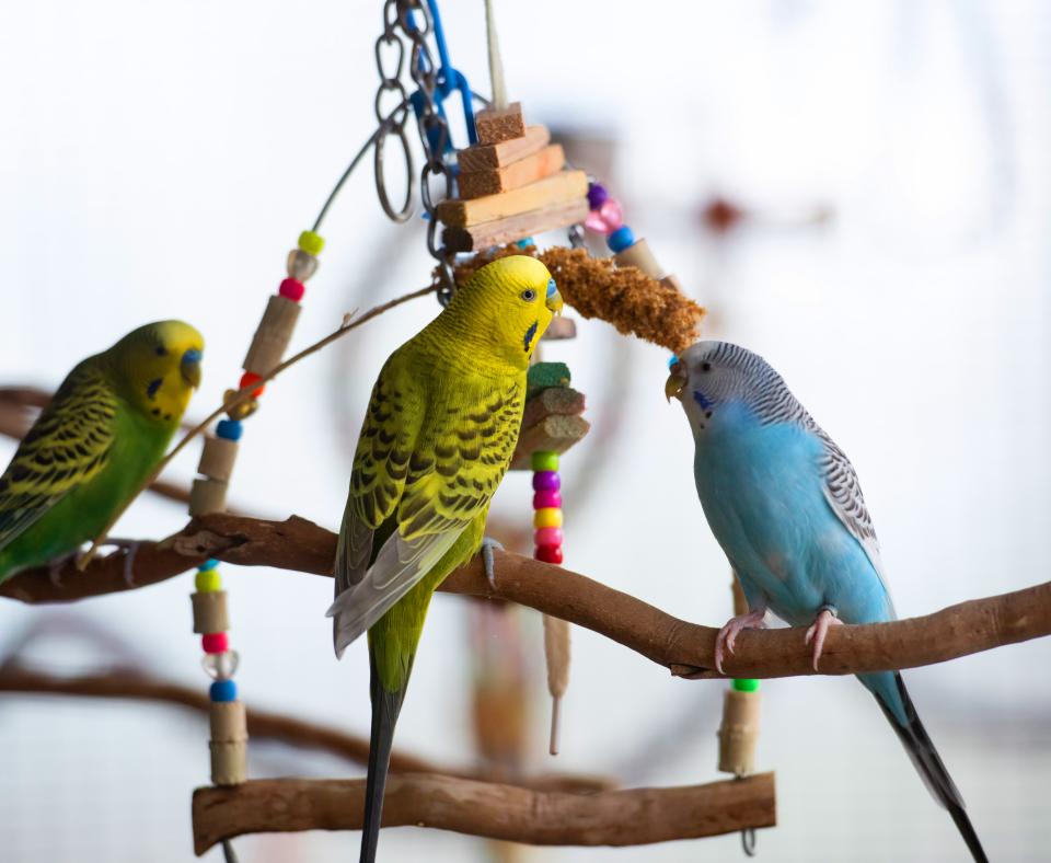 Three birds perched on a branch together