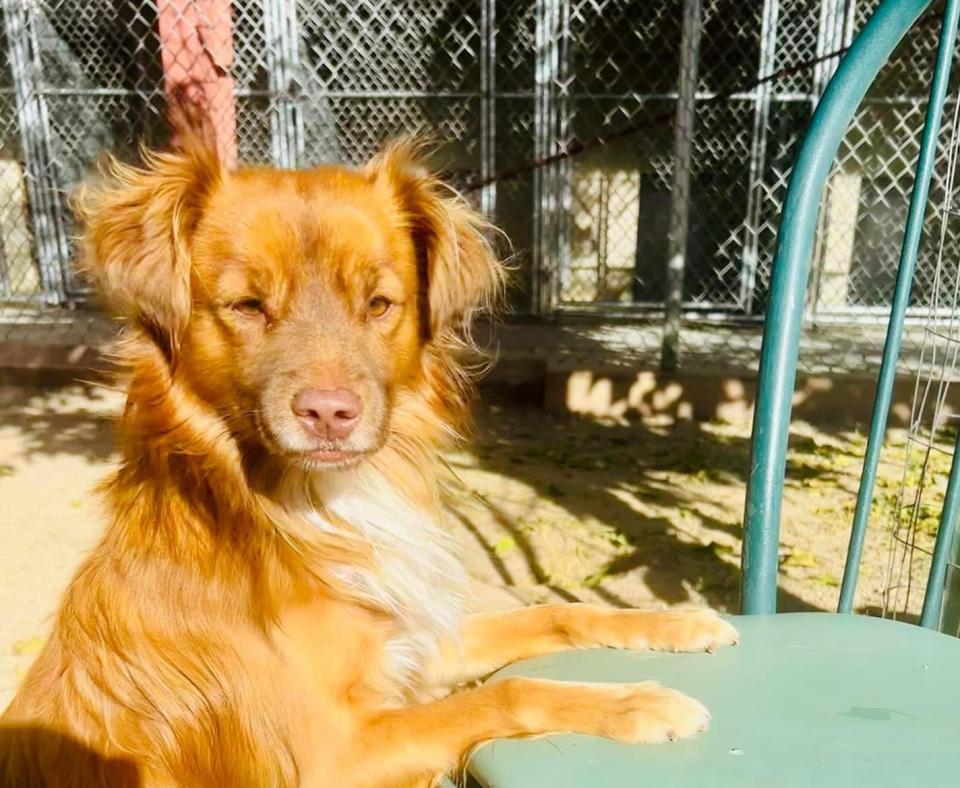 Brown fluffy dog up on hind legs on a green piece of furniture