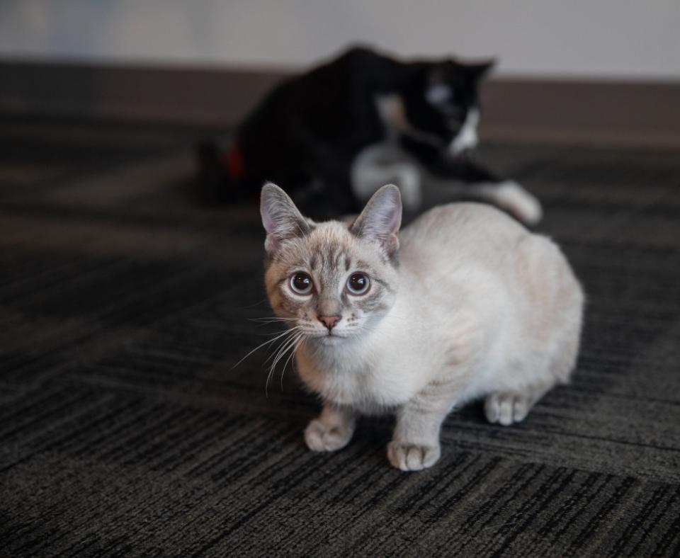 Siamese type cat in front of a black and white cat