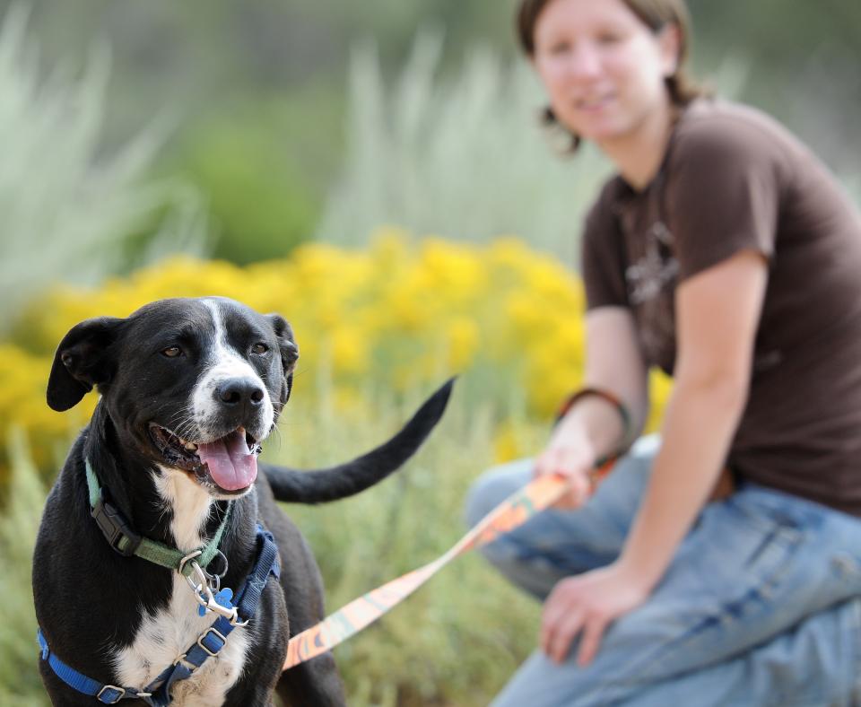 Dog on a leash going for a walk with a person