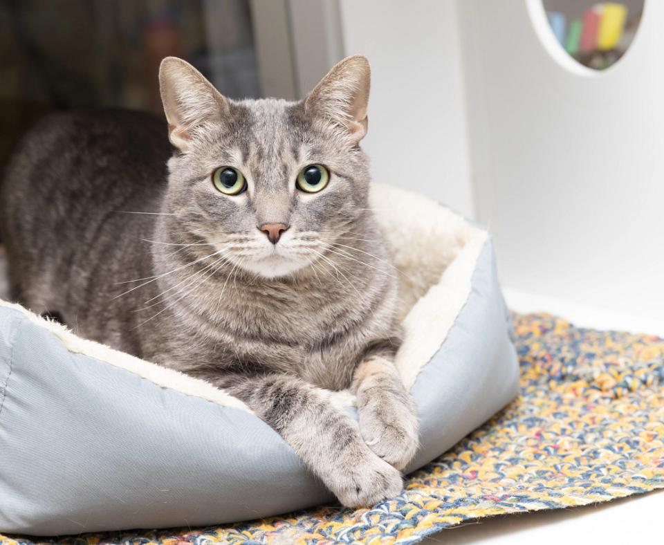 Nigel the gray tabby cat lying in a bed with his front feet hanging over the front