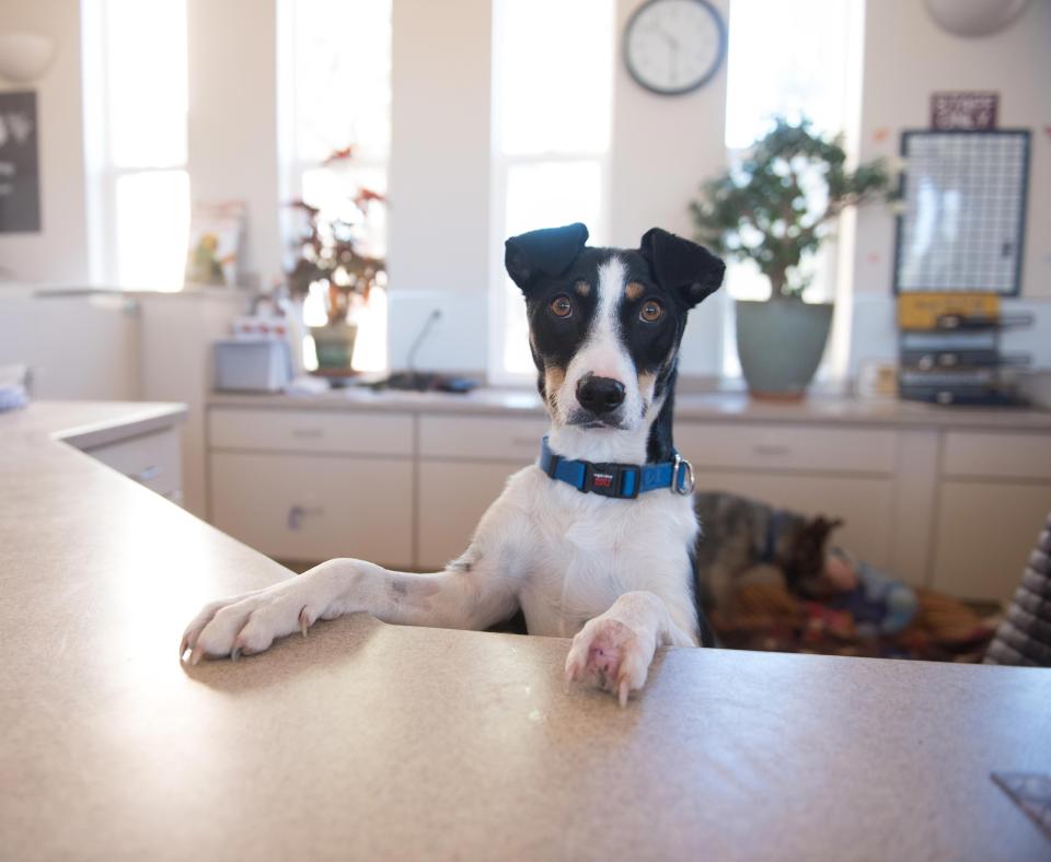 Colette the dog with her front paws up on a desk