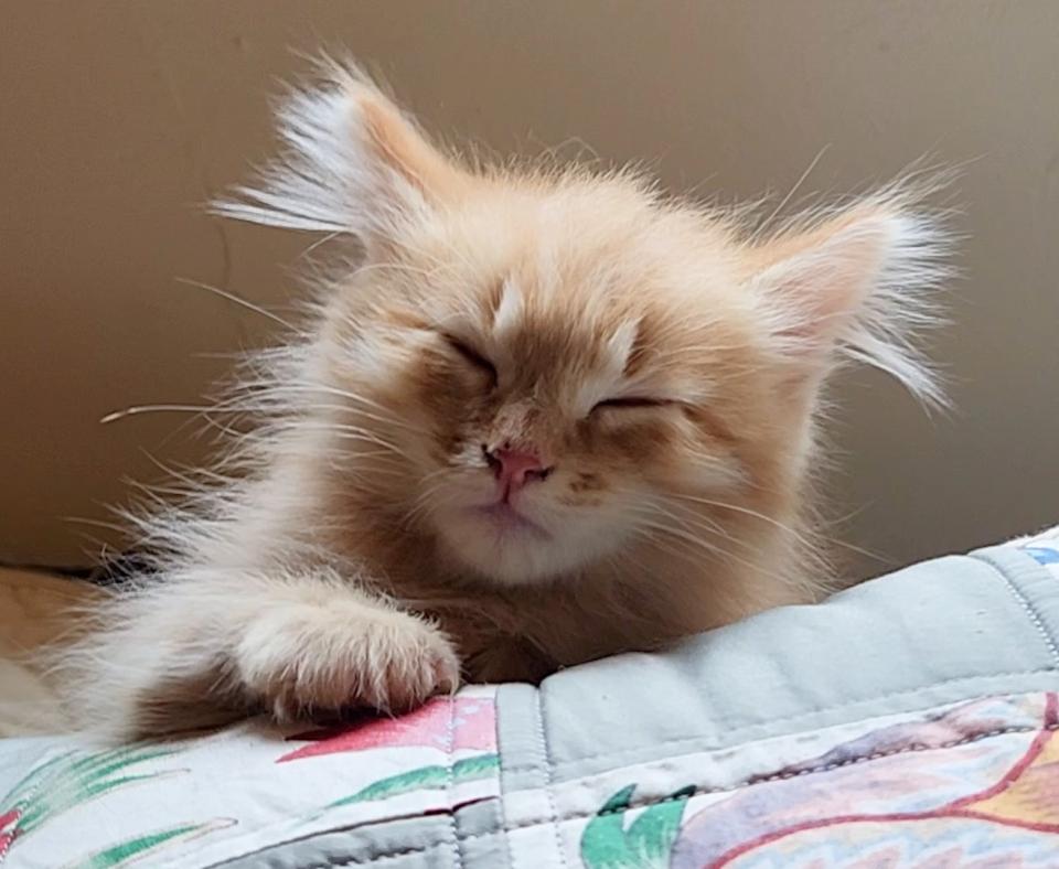 Colt the orange kitten sleeping on a blanket