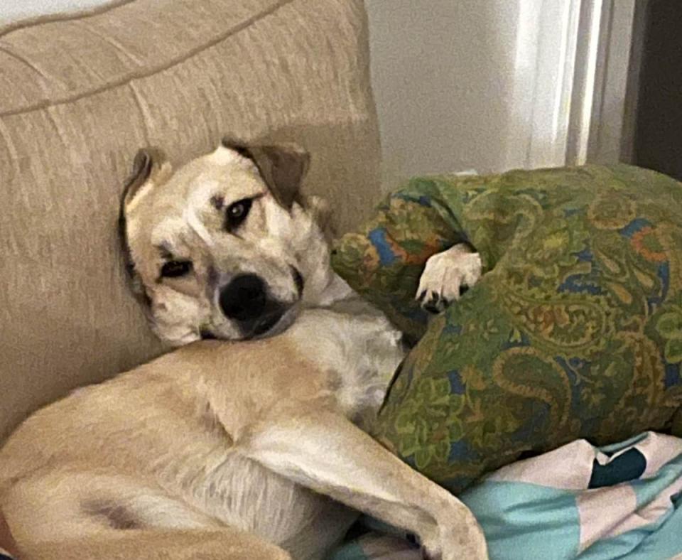 Gilda the dog lying very comfortably on a couch