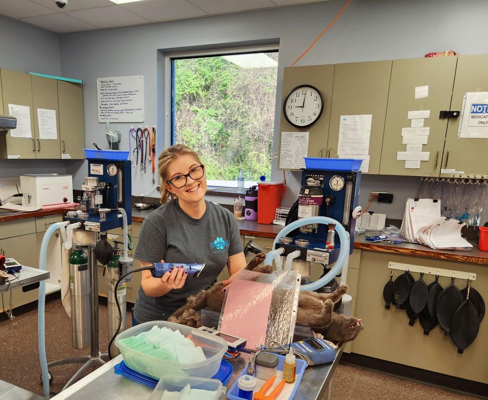 Smiling person holding trimmers to shave an anesthetized cat