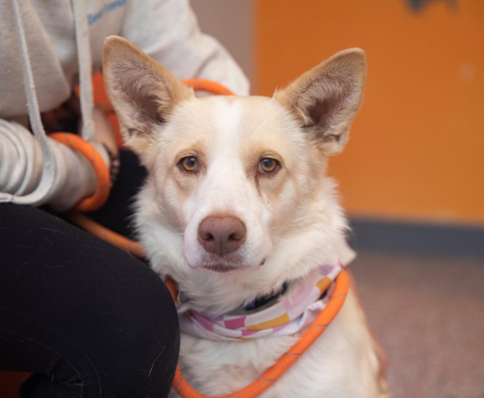 Tan and white dog with upright ears on an orange leash held by a person