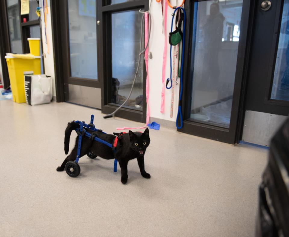 Miles the kitten walking in his cart