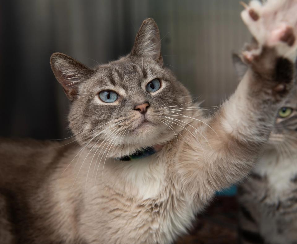 Rhett the cat reaching up with his paw