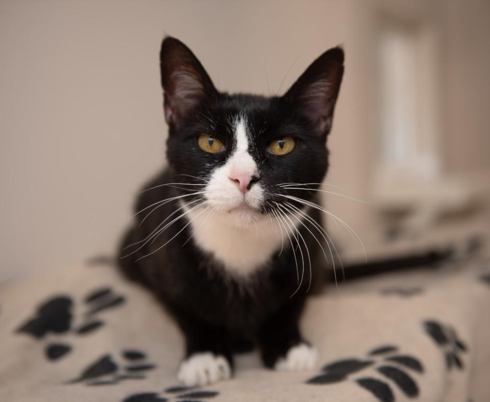 Black and white cat on a paw print blanket