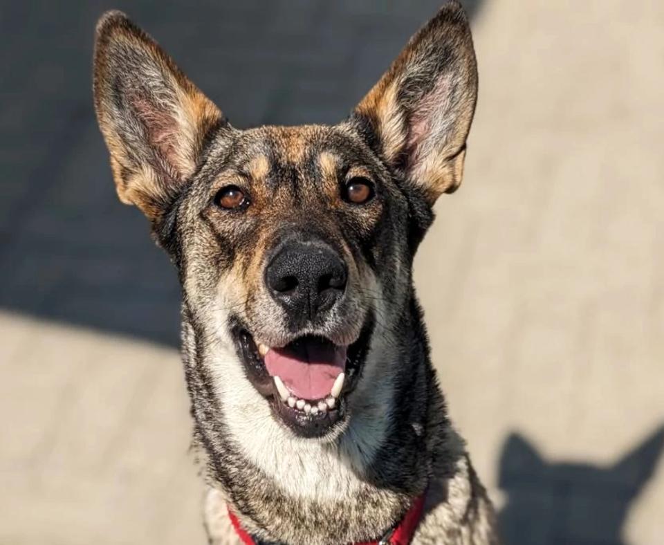 Tina Turner the dog smiling with her mouth open