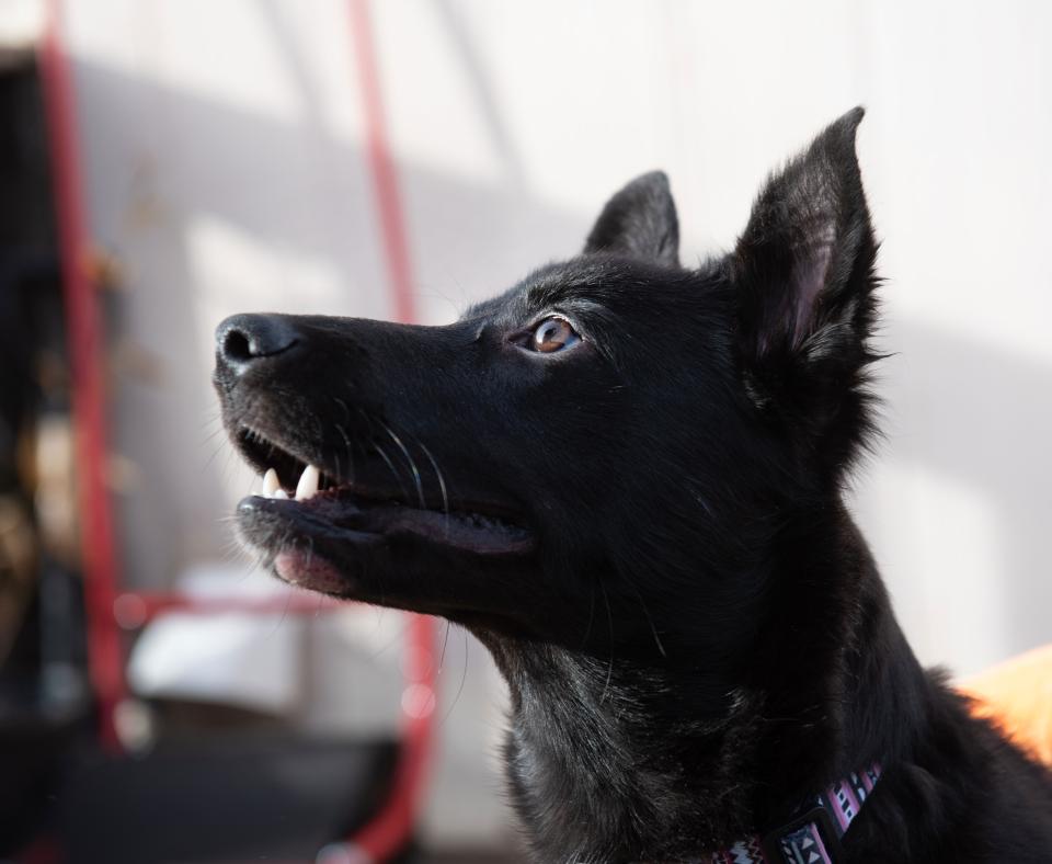 A profile of Yazh the puppy looking slightly up