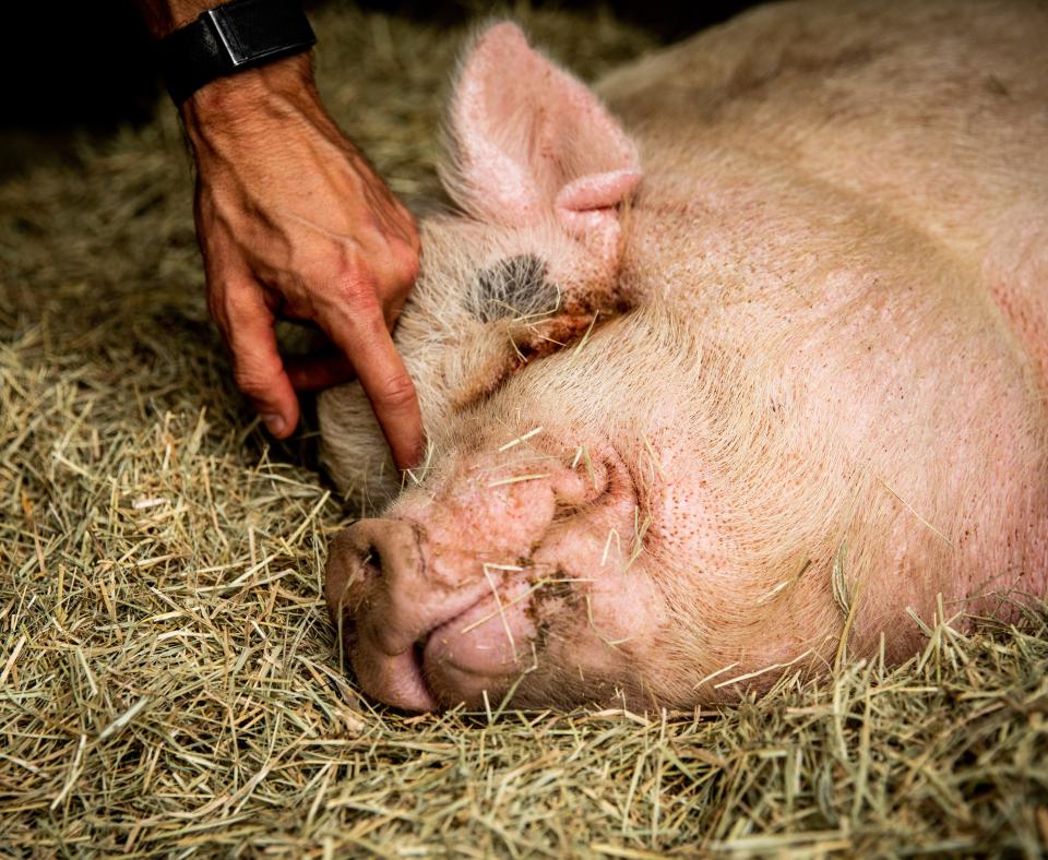 Person petting a pig lying in straw