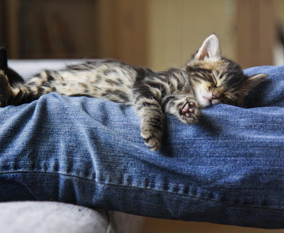 Tiny ktten sleeping comfortably on a person's outstretched legs on a sofa