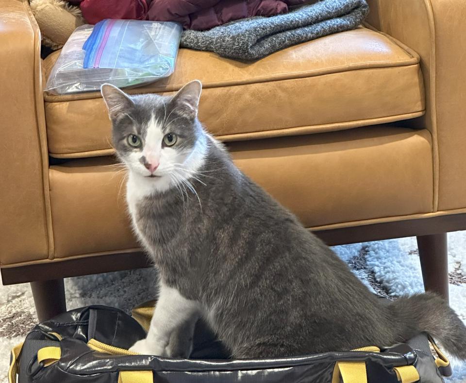 Buddy the cat coming out of a carrier