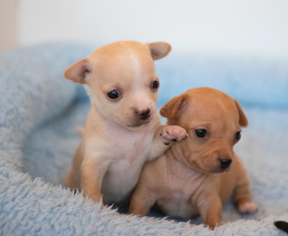 Pioneer and Pike the puppies in a blue bed