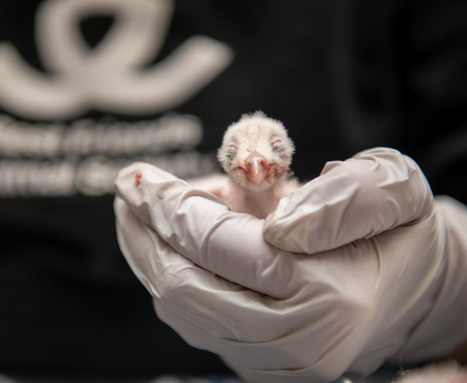 Person's gloved hand holding a baby owlet