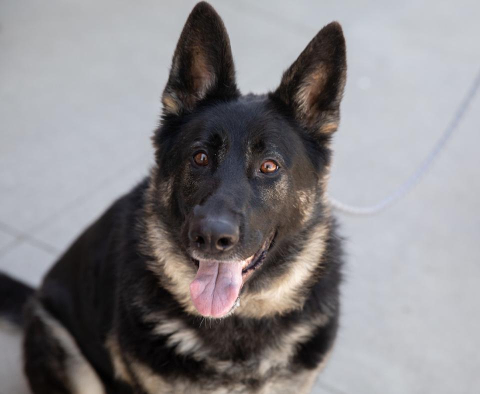 Shepherd type dog with mouth open smiling and tongue out