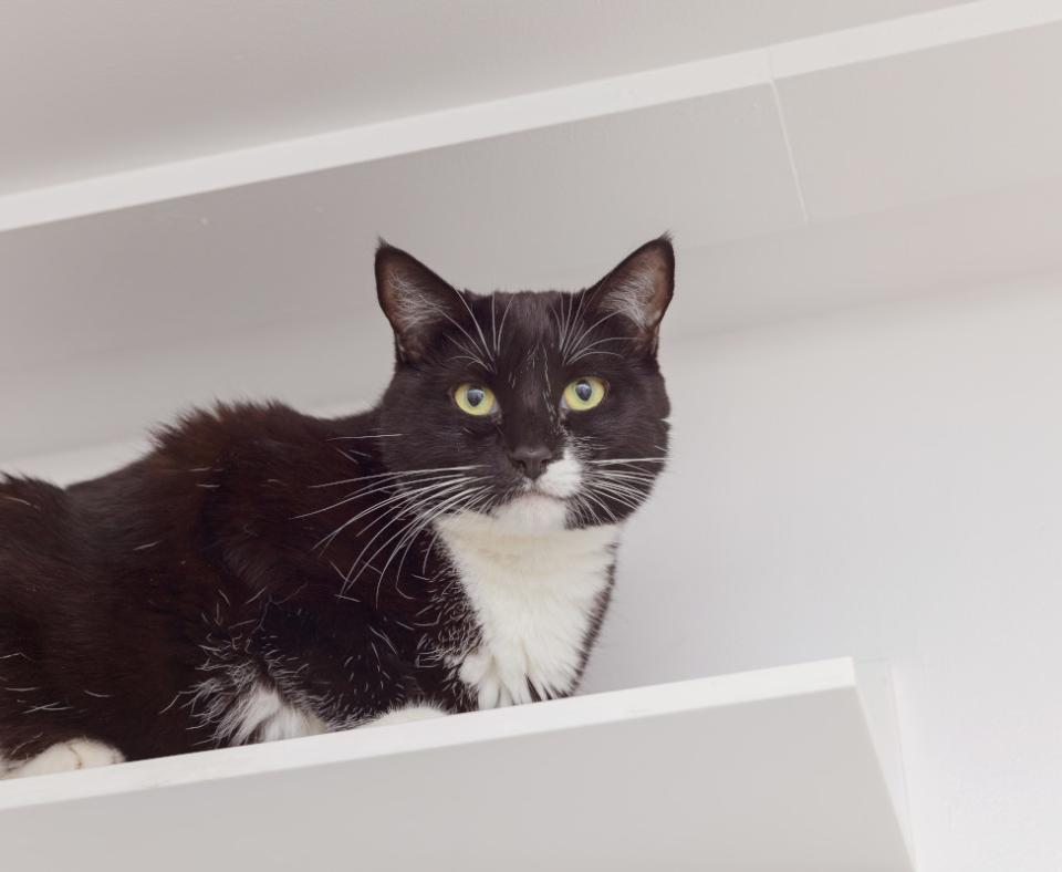 Athena, a black and white cat