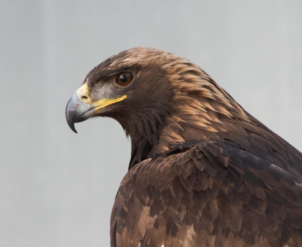 The head of a golden eagle