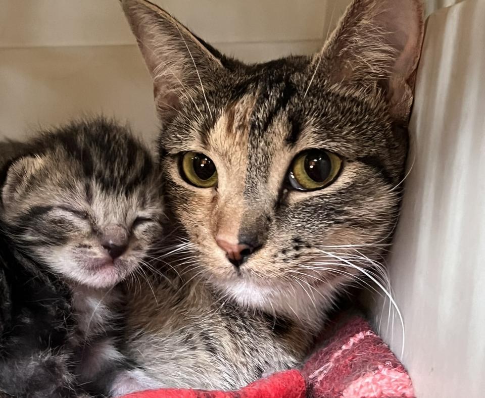 Edamommy the mama cat with one of her kittens in a carrier