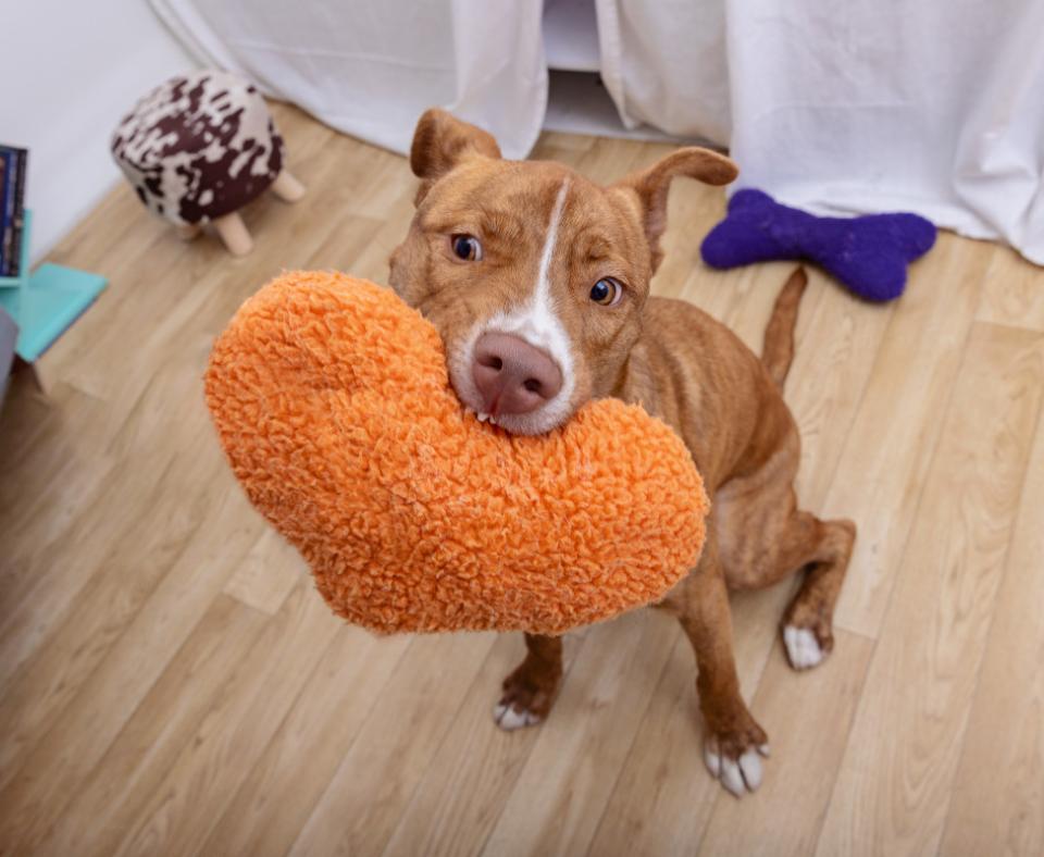 Brown and white dog in a home holding an orange plush toy in his mouth