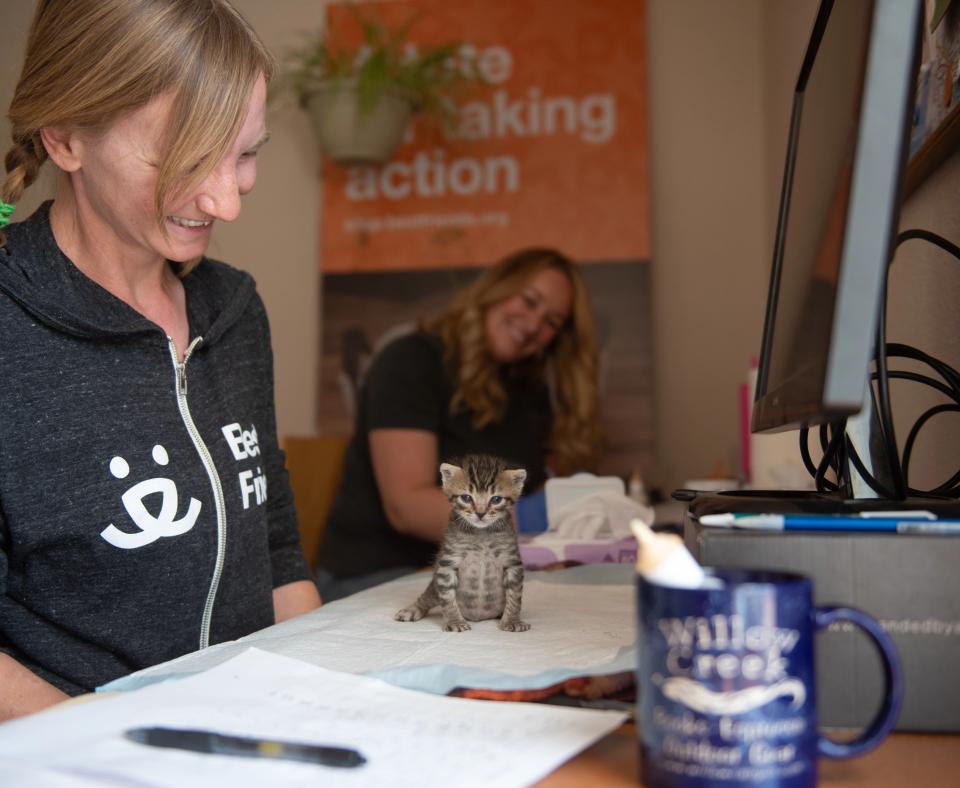 One of the dragon kittens on a pad on a desk while Kat and Erin the caregivers smile