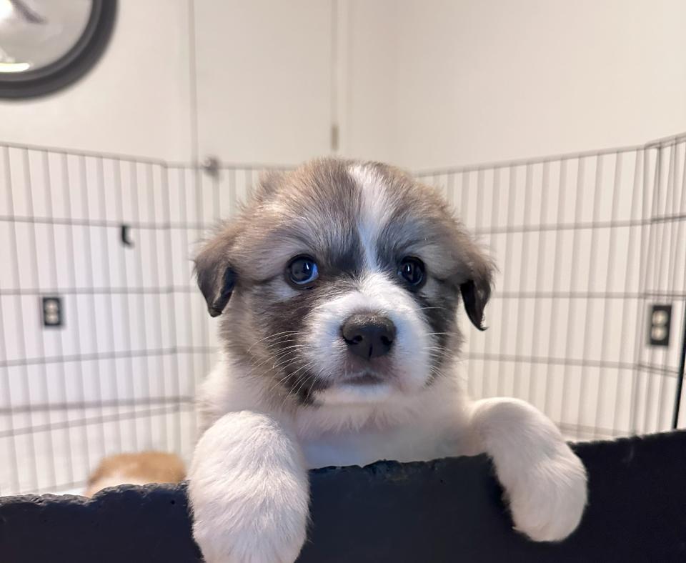 Moana the puppy peeking over the puppy enclosure