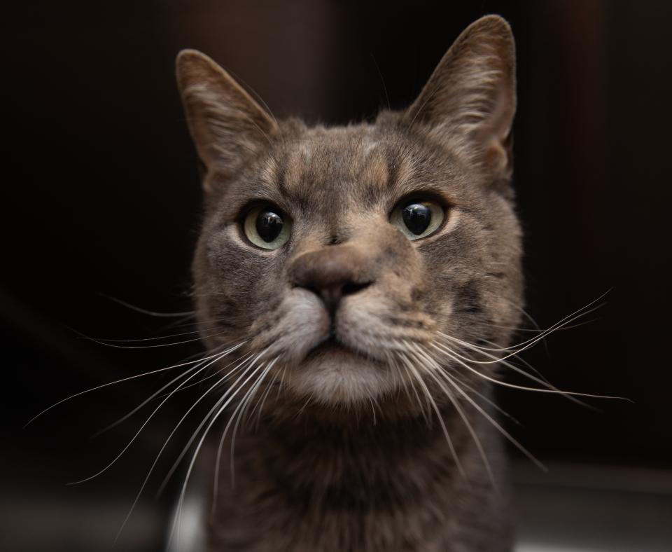 Stone Cold the cat, showing the hole in his nose, with a black background