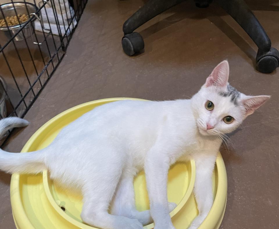 Penelope the cat playing with a ball in a circular toy