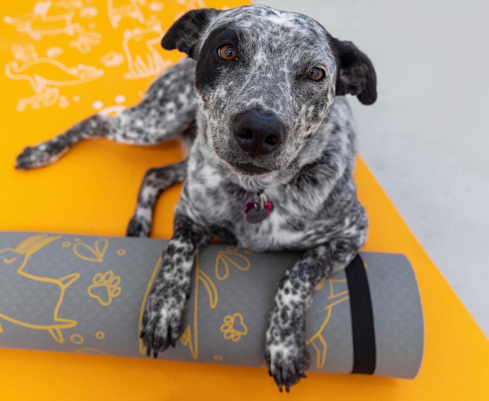 A black and white speckled dog lies on an orange yoga mat.