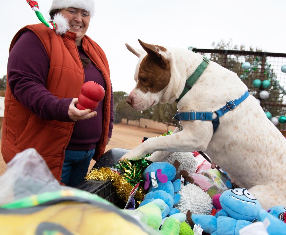 Person giving a toy to a dog