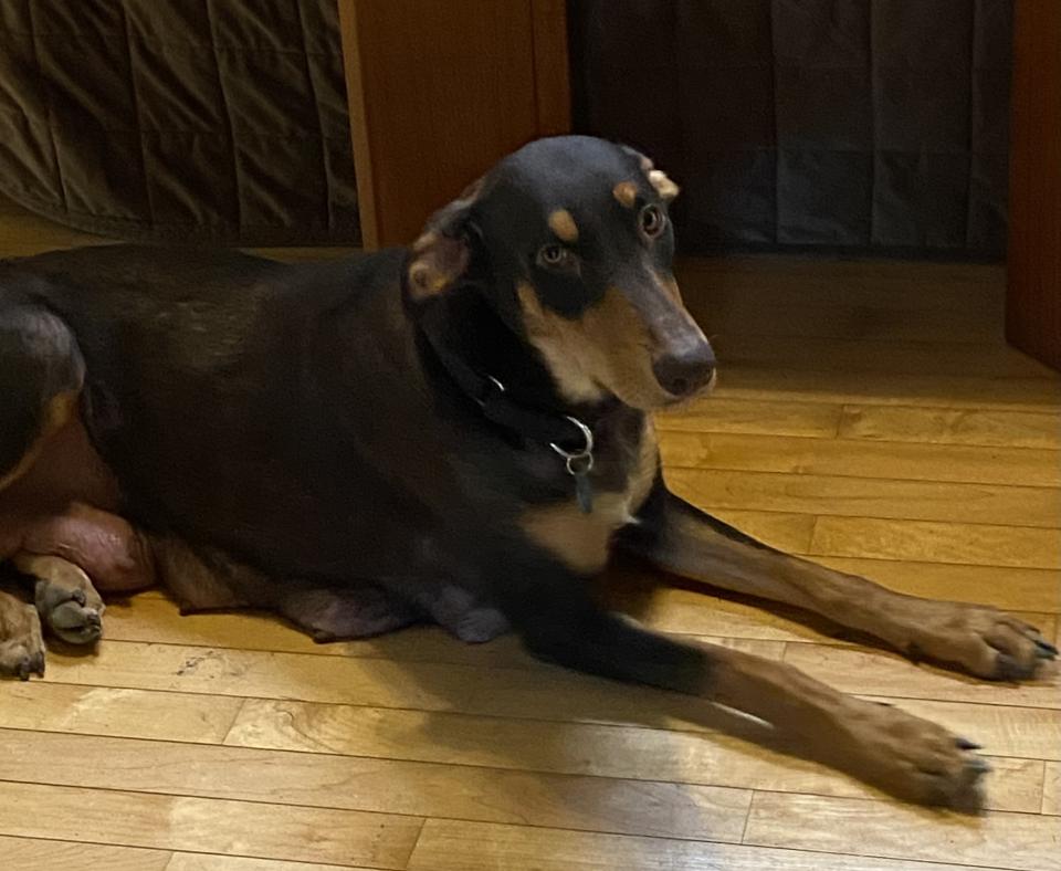 Maddie the dog lying on a wooden floor