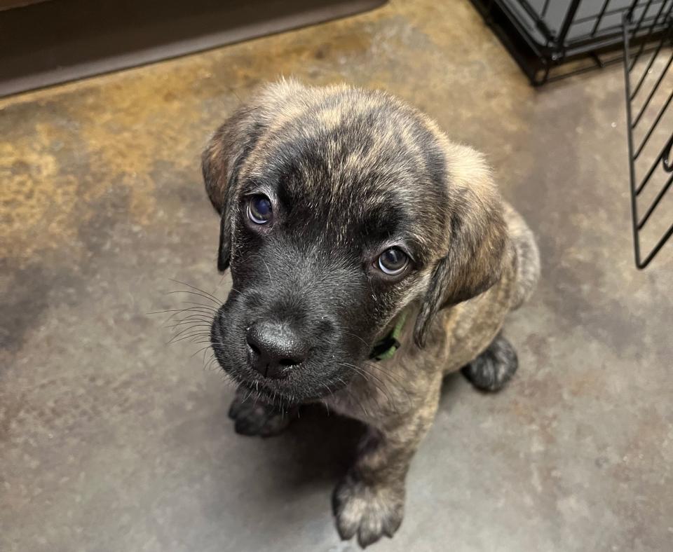 Small brindle puppy sitting on a concrete floor